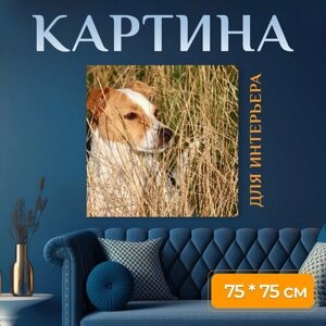 Картина на холсте "Собака, домашний питомец, трава" на подрамнике 75х75 см. для интерьера