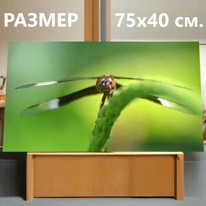 Картина на холсте "Стрекоза, насекомое, природа" на подрамнике 75х40 см. для интерьера