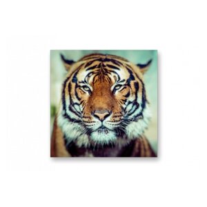 Картина на стекле | Diva Kartina | Природа. Животные. Мудрый Тигр | 80X80 см | Интерьерный постер