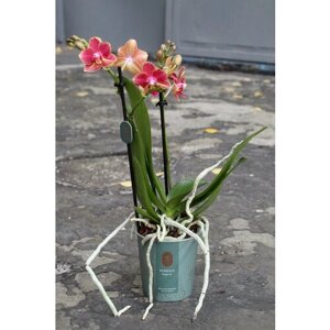 Мини орхидея "Малиновый пирог"D-10 H-40)