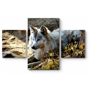 Модульная картина Гималайский волк 180x117
