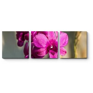 Модульная картина Королева цветов - прекрасная орхидея 80x27