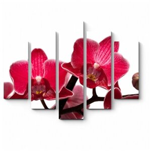 Модульная картина Магия орхидей 135x108