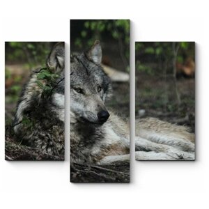 Модульная картина Волк отдыхает в лесу 220x198