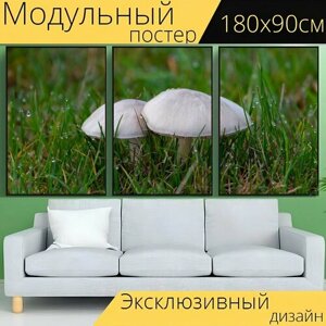 Модульный постер "Лесной гриб, грибы, ядовитый" 180 x 90 см. для интерьера