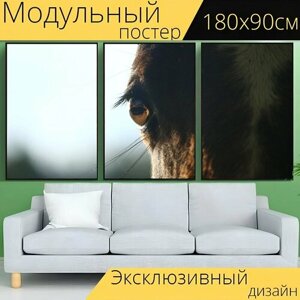 Модульный постер "Лошадь, лошади глаз, жеребенок" 180 x 90 см. для интерьера