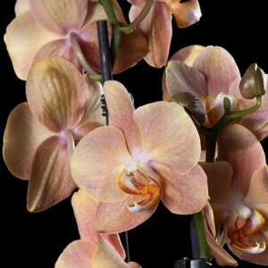 Орхидея Фаленопсис Оптимистик Фентази 2 ст1