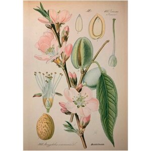 Открытка винтажная старинная Любимый ботаник Цветы миндаля