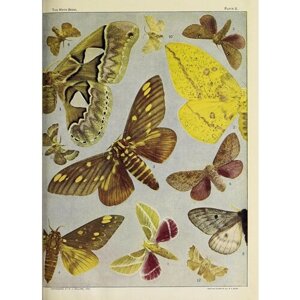 Павлиноглазки, бабочки постер 20 на 30 см, шнур-подвес в подарок