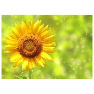 Постер на холсте Подсолнух (Sunflower)7 71см. x 50см.