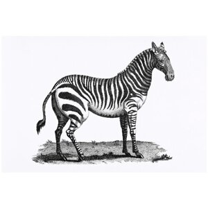 Постер / Плакат / Картина Черно-белая зебра 50х70 см в раме