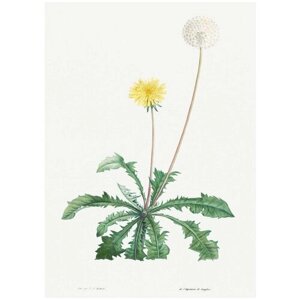 Постер / Плакат / Картина Цветы и растения - Цветущий Одуванчик 50х70 см в подарочном тубусе