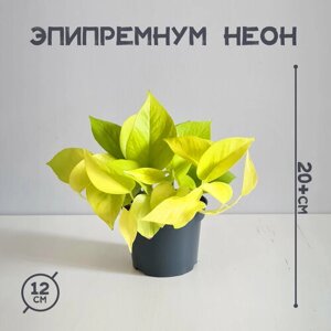 Растение Эпипремнум Неон 12/20, живой комнатный цветок в горшке