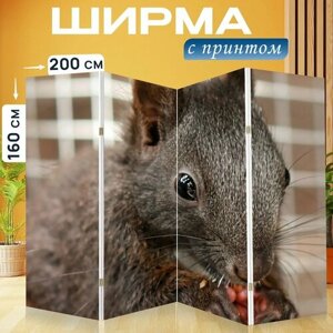 Ширма "Белка, подача, детеныш" раскладная перегородка для зонирования с принтом на холсте