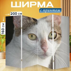 Ширма перегородка с принтом "Кошка, кошачий, котенок" на холсте - 200x160 см. для зонирования, раскладная