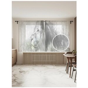 Тюль для кухни и спальни JoyArty "Пожилой лев", 2 полотна со шторной лентой шириной по 145 см, высота 180 см.
