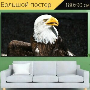 Большой постер "Хищник, хищные птицы, белоголовый орлан" 180 x 90 см. для интерьера