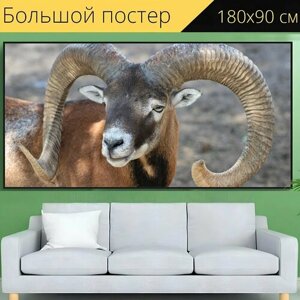Большой постер "Озу, овец, рога" 180 x 90 см. для интерьера