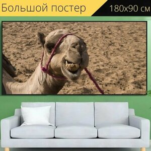 Большой постер "Верблюд, пустыня, сахара" 180 x 90 см. для интерьера
