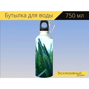 Бутылка фляга для воды "Алоэ вера, алоэ барбаденсис, лилия пустыни" 750 мл. с карабином и принтом