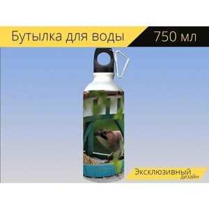Бутылка фляга для воды "Джей, птица, певчая птица" 750 мл. с карабином и принтом