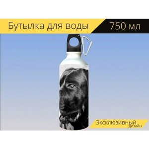 Бутылка фляга для воды "Кане корсо, собака, портрет" 750 мл. с карабином и принтом