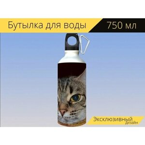 Бутылка фляга для воды "Кот, кот позирует на коврике, серый кот лежит" 750 мл. с карабином и принтом