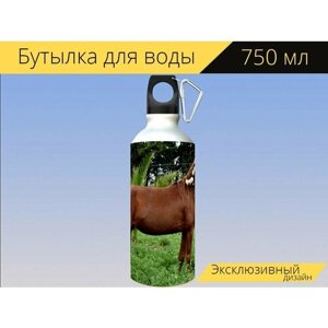 Бутылка фляга для воды "Лошади, розы, лошадь" 750 мл. с карабином и принтом