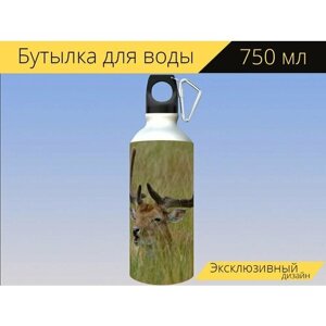 Бутылка фляга для воды "Олень, животное, луг" 750 мл. с карабином и принтом