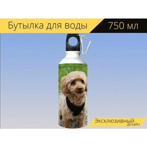 Бутылка фляга для воды "Пудель, собака, миниатюрный пудель" 750 мл. с карабином и принтом