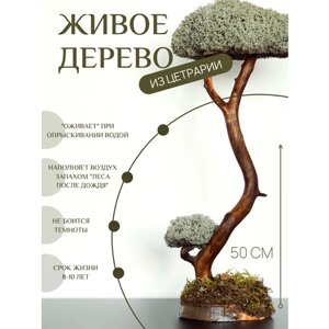 Дерево бонсай из цетрарии 50 см / Живое дерево / Дерево интерьерное / Дерево из Исландского мха