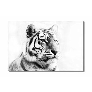 Картина для интерьера на холсте «Грациозный черно-белый тигр» 53х80 холст без подрамника