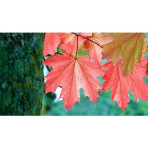 Картина на холсте 60x110 Альянс Лес "Осень листья клёна ствол" на подрамнике / интерьер/ декор