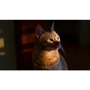 Картина на холсте 60x110 LinxOne "Кошка рыжий котейка взгляд" интерьерная для дома / на стену / на кухню / с подрамником