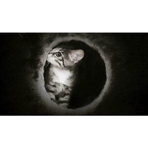 Картина на холсте 60x110 LinxOne "Кот милый кошки" интерьерная для дома / на стену / на кухню / с подрамником