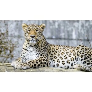 Картина на холсте 60x110 LinxOne "Леопард животное хищник" интерьерная для дома / на стену / на кухню / с подрамником