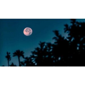 Картина на холсте 60x110 LinxOne "Природа Ночь Полнолуние Ветки Луна" интерьерная для дома / на стену / на кухню / с подрамником