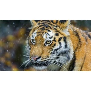 Картина на холсте 60x110 LinxOne "Природа тигровые тигры взгляд" интерьерная для дома / на стену / на кухню / с подрамником