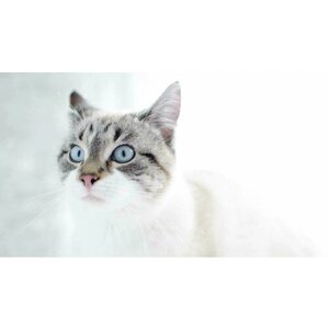 Картина на холсте 60x110 LinxOne "Удивленный кот" интерьерная для дома / на стену / на кухню / с подрамником