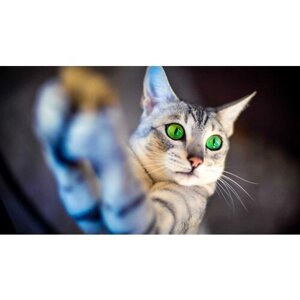 Картина на холсте 60x110 LinxOne "Животное взгляд глаза морда кот" интерьерная для дома / на стену / на кухню / с подрамником