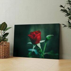 Картина на холсте (цветы крупным планом роза красные на темном зеленом) 50x70 см/для интерьера/в комнату/на стену/в подарок
