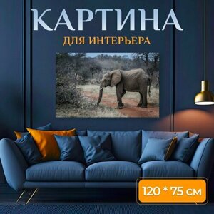 Картина на холсте "Слон, толстокожий, дикая природа" на подрамнике 120х75 см. для интерьера