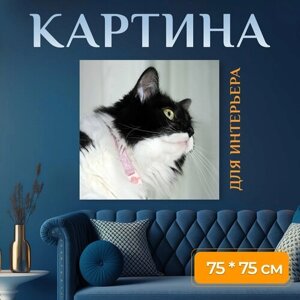 Картина на холсте "Смокинг, кошка, котенок" на подрамнике 75х75 см. для интерьера