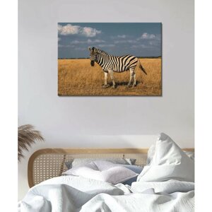 Картина - Зебра, полосатая зебра, красивая зебра, зебра в Африке (13) 40х60
