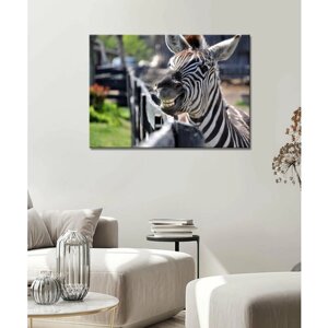 Картина - Зебра, полосатая зебра, забавная зебра, смешная зебра, улыбка зебры (7) 60х80