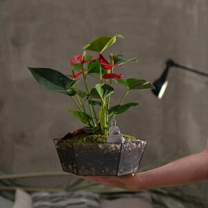 Многолетнее растение Антуриум, "Будда" в кашпо со стеклянным поддоном