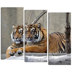 Модульная картина "Суматранские тигры"В спальню, гостиную, зал. PR-1085 (79x66см). Натуральный холст