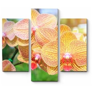 Модульная картина Тайская орхидея 110x99