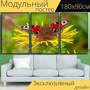 Модульный постер "Бабочка, павлин, цветок" 180 x 90 см. для интерьера