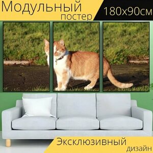 Модульный постер "Кошка, солнечный, день" 180 x 90 см. для интерьера